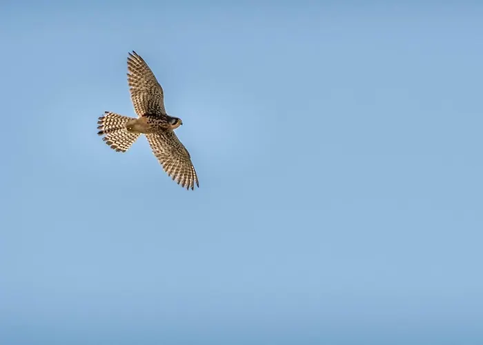 Apartment Penthouse Ventur